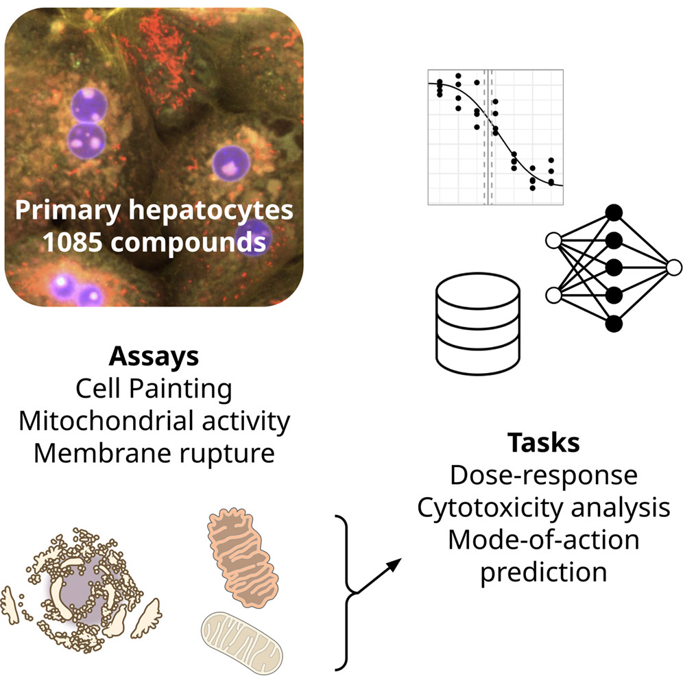 Cell Painting for cytotoxicity and mode-of-action analysis in primary human hepatocytes