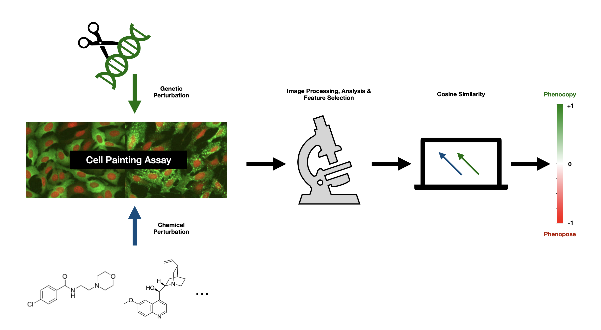 PhenQSAR: A Cell Painting-Based Platform for Gene-Compound Similarity and Drug Repurposing